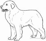Pyrenees Great Lines Lineart Deviantart Dog Shepherd Australian sketch template