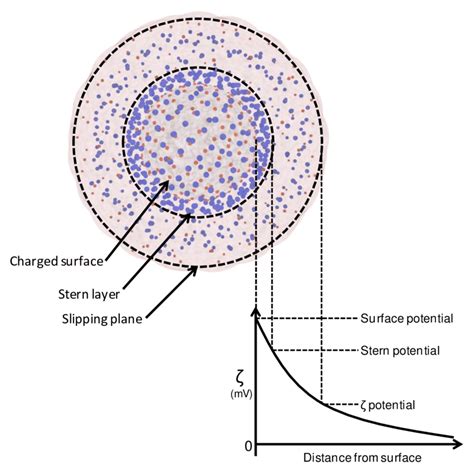 schematic representation   electric double layer edl    scientific