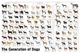 犬 系統図 に対する画像結果.サイズ: 158 x 105。ソース: puzzle.epoch.jp