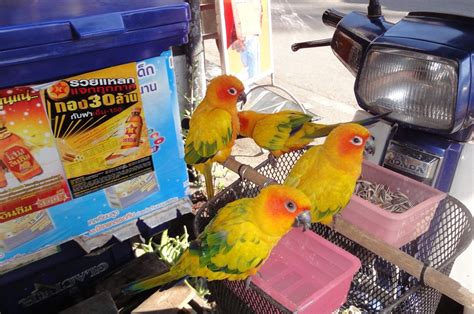 bird breeders chiang mai thailand news travel forum asean