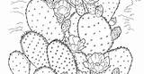 Cactus Coloring Prickly Pear sketch template