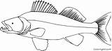 Walleye Coloringall sketch template