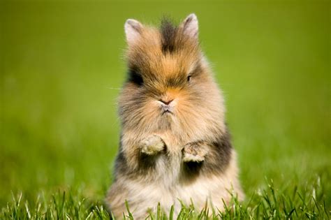 cutest easter bunnies  abc news