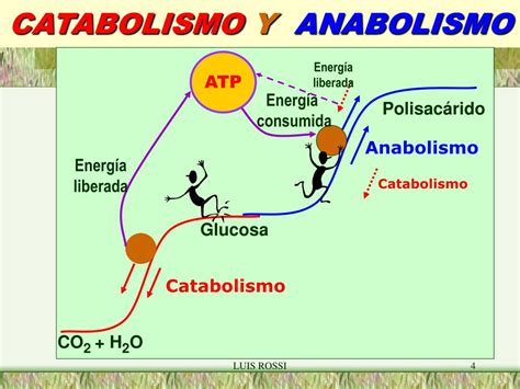 anabolismo  catabolismo