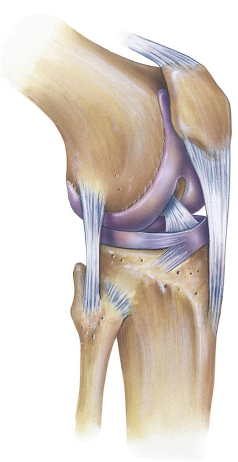 anatomy knee joint klinik  ring
