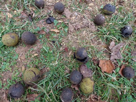 gather  black walnuts