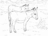 Coloring Pages Printable Donkey Horse Drawing Donkeys Two Supercoloring sketch template