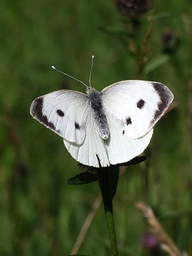 myths symbolism  meaning  white butterflies