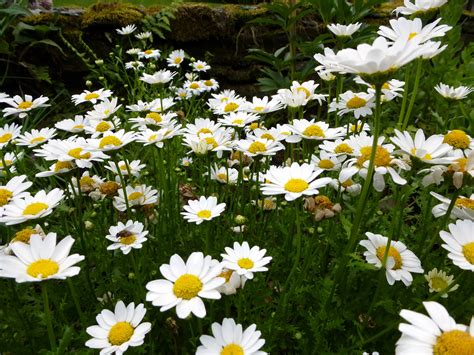 pretty fresh white spring daisies   bush creative commons stock image