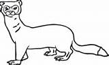 Ferret Coloring Footed sketch template