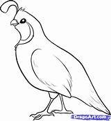 Quail Birds Quails Easy Outline Pencil Gethighit Dragoart Colouring Getdrawings sketch template
