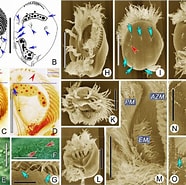 Afbeeldingsresultaten voor "diophrys Appendiculata". Grootte: 186 x 185. Bron: www.researchgate.net