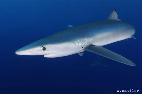 samoa  sri lanka step   protect blue sharks sharknewz