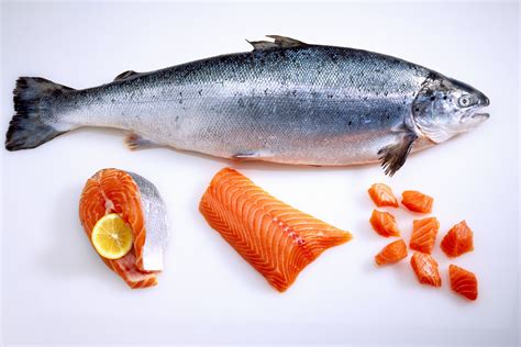 regulators clear path  genetically modified salmon