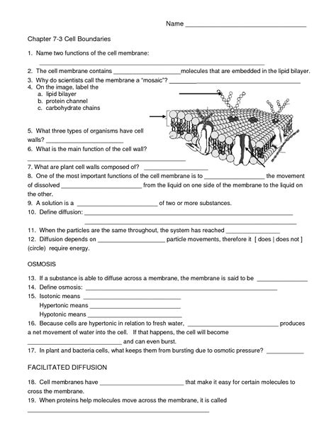 images  printable worksheets cells animal cell diagram
