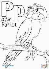 Parrot Alphabet Loro Supercoloring Penguin sketch template