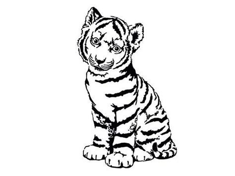 tiger coloring pages    clipartmag