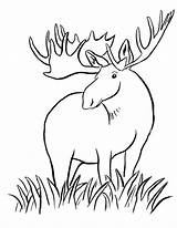 Moose Coloring Pages Kids Drawing Printable Harriet Tubman Cute Animals Color Elk Railroad Girly Baby Dragon Clipart Print Antler Drawings sketch template