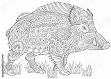 Boar Zentangle Cinghiale Stylized Stileerde Everzwijn Hog Stilizzato Warthog Razorback sketch template