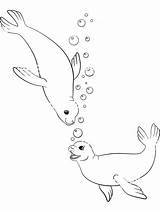Seal Seals sketch template