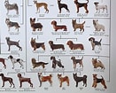 犬 系統図 に対する画像結果.サイズ: 131 x 105。ソース: item.rakuten.co.jp