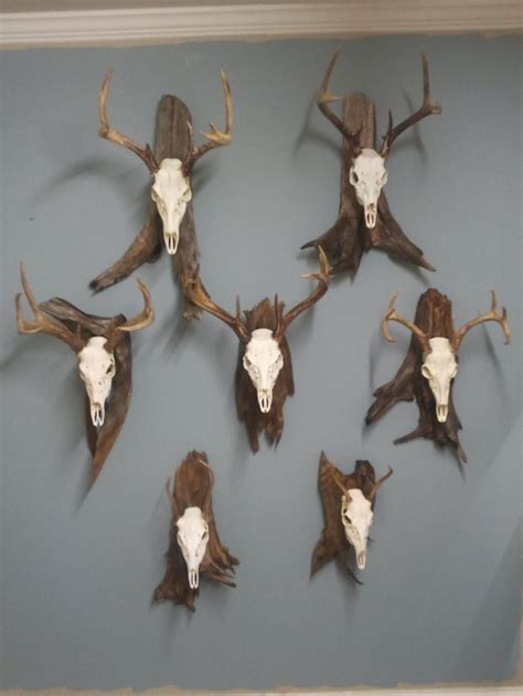 deer trophy rooms   deer antler decor deer hunting decor