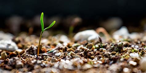 grow  redwood tree  seed turtle island restoration network