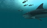 Image result for Moving Wallpapers, Sharks. Size: 165 x 100. Source: www.youtube.com