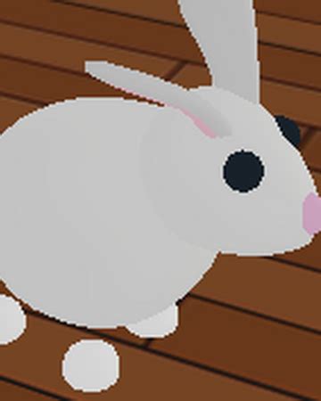 adopt  bunny pet anna blog