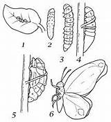 Mariposa Metamorfosis Ciclo Farfalla Farfalle Vitale Midisegni Colorir Desenhos Geografia sketch template