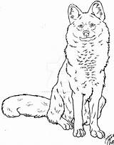 Canis Simensis Dhole Lineart sketch template