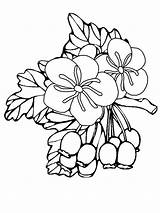 Hawthorn Flower Coloring Drawing Pages Luna Color Online Getdrawings Paintingvalley Flowers sketch template