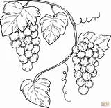 Grapevine sketch template