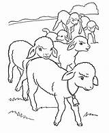 Sheep Coloring Pages Color Print sketch template
