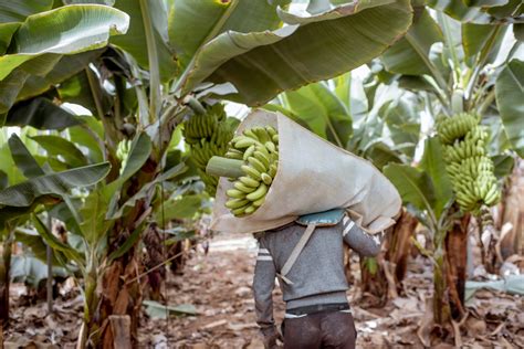 banano  cultivo fundamental  la seguridad alimentaria  esta bajo amenaza instituto