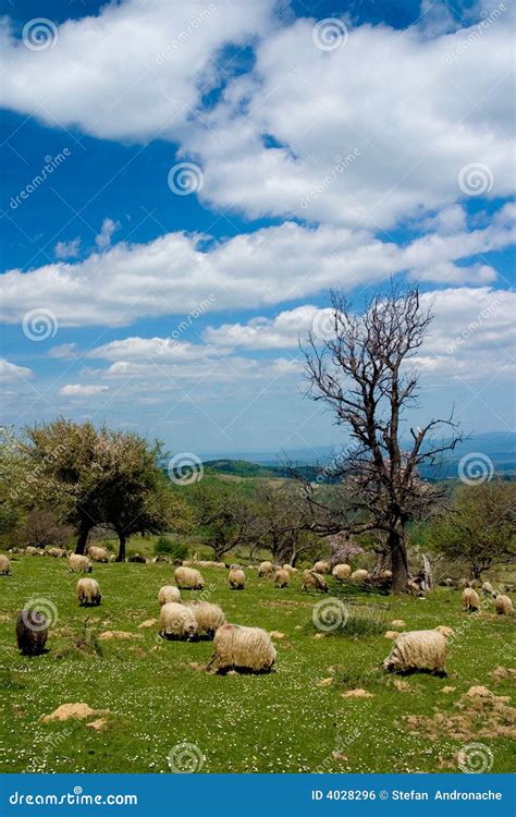 pastoral scene stock photo image   shepherd
