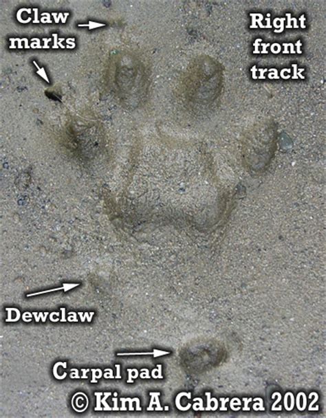 animal tracks domestic cat felis catus  felis domesticus