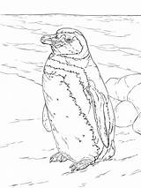 Pinguin Pinguine Pinguino Pinguinen Magallanes Colorear Kinderbilder Verwandt Magellanic sketch template