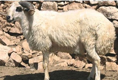 Dagliç Sheep Turkish Short Fat Tailed Breed Learn