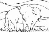 Buffalo Coloring Booth Lynnette Museum May sketch template