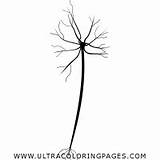 Neurona Botany Neuron Ultracoloringpages sketch template