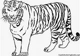 Tiger Coloring Pages Getcolorings Color sketch template