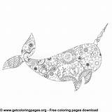 Narwhal Coloring Zentangle Getcoloringpages sketch template