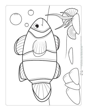 ocean animals coloring pages  kids animal coloring pages pattern