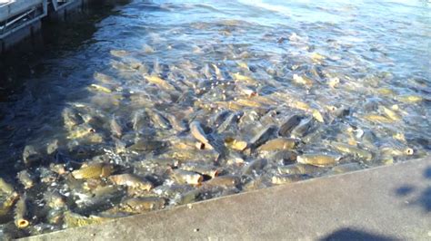 feeding  fish  raystown lake part  youtube