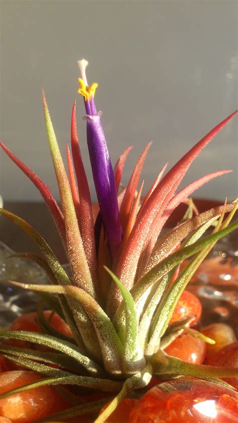 photo   week tillandsia bromeliad plant care