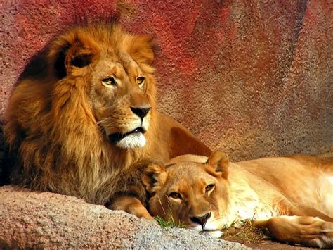 male lion wallpapers fun animals wiki  pictures stories