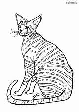 Coloring Shorthair Cat Oriental Pages Cats Printable Print Sheets sketch template