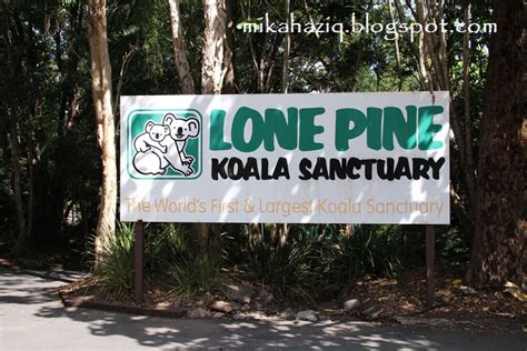 mikahaziq things to do in brisbane lone pine koala sanctuary
