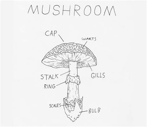mushroom diagram diy